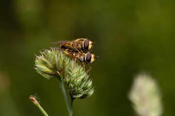 beautiful insect in spring on leaf in the grass