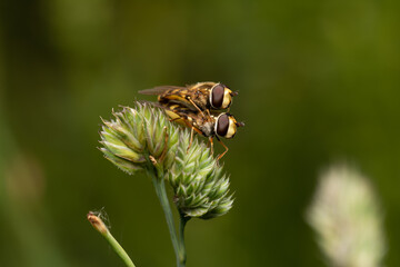 beautiful insect in spring on leaf in the grass