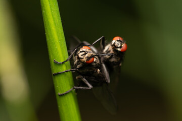 beautiful insect in spring on leaf in the grass