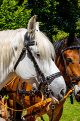 Head of a white and brown horse