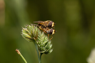 beautiful insect in spring on leaf in the grass