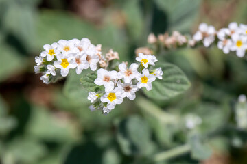 Wild plant, scientific name; Heliotropium europaeum