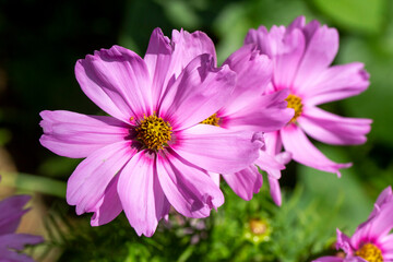 Fototapeta premium Close up of blooming Cosmos bipinnatus (commonly called the garden cosmos or Mexican aster)
