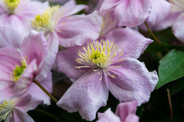 Pink clematis in the spring garden