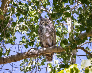 Great Horned Owl in Cottonwood