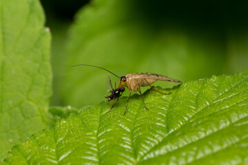 beautiful insect in spring on leaf in the grass