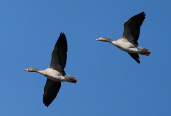 Greylag goose (Anser anser)