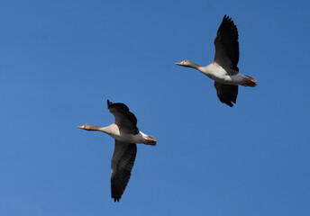 Greylag goose (Anser anser)