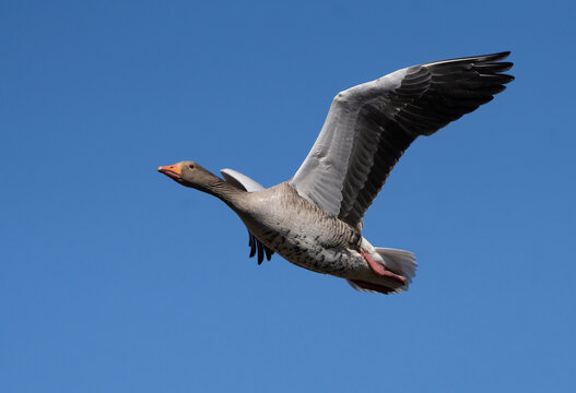 Greylag goose (Anser anser)