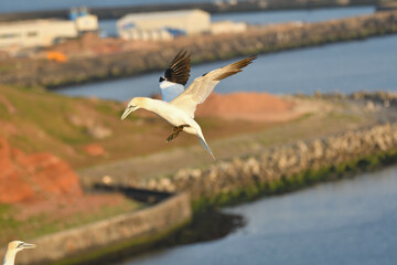 Basstölpel und Helgoland im Hintergrund