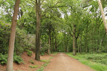 a broad path with a lane of trees with green leaves in a green forest at the belgian border in springtime