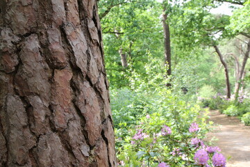 the trunk of an old maritime pine with a grooved scaly bark in a green forest with purple rhododendrons in belgium in springtime