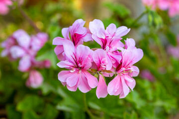 Obraz na płótnie Canvas Pelargonium peltatum is a scrambling perennial plant with shallow somewhat fleshy leaves, sometimes with a differently coloured semicircular band, that has been assigned to the cranesbill family.