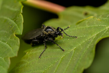 beautiful insect in spring on leaf in the grass