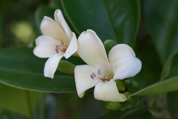 Obraz na płótnie Canvas Perfume flower tree closeup (Fagraea ceilanica)
