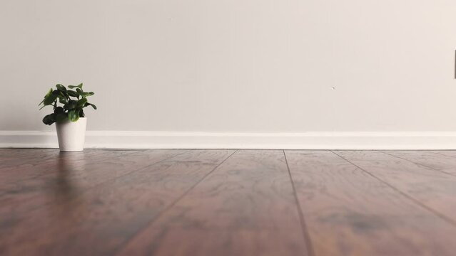 Sliding on laminated floor of an empty domestic room in front of small potted plant