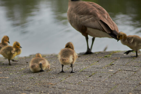 several baby geese in front of a lake