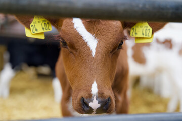 Kalb auf dem Bauernhof