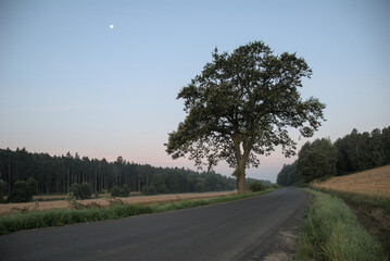 Drzewo przy drodze 