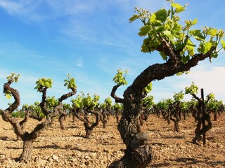 Fototapeta na wymiar Vignoble du Languedoc au printemps
