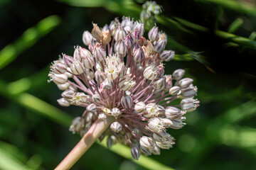 macro d'ail d'ornement mauve
