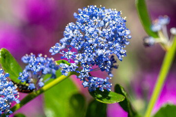 macro de fleurs de c&eacute;anothe