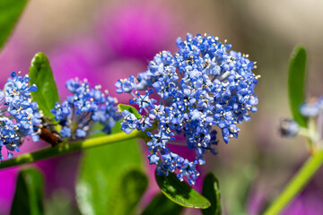 macro de fleurs de c&eacute;anothe