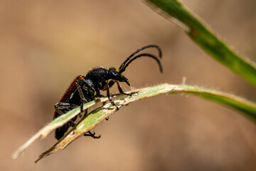 macro de téléphore fauve