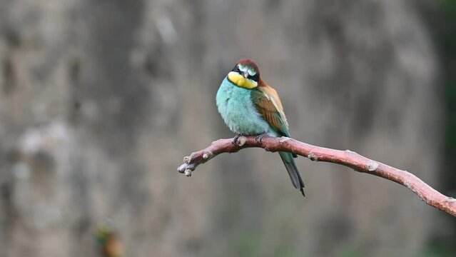 Beautiful nature scene with European bee-eater Merops apiaster. Merops apiaster in the nature habitat.