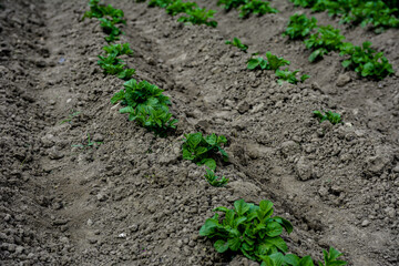 rows of potatoes .field of young potatoes.