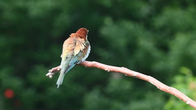 Beautiful nature scene with European bee-eater Merops apiaster. Merops apiaster in the nature habitat
