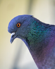 Colorful pigeon portrait looking into camera