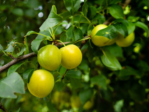 Cluster of Mirabelle plums (Prunus domestica var. Syriaca) growing on tree branches on a blanket of green leaves