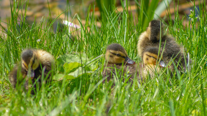 Little wild ducklings sitting on the green grass. Cute newborn tiny ducklings. Selective focus. Defocused background.