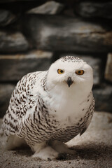 Schnee- Eule mit Beute, Bubo scandiacus, Bubo scandiaca, Nyctea scandiaca, Schneeeule