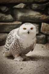 Schnee- Eule mit Beute, Bubo scandiacus, Bubo scandiaca, Nyctea scandiaca, Schneeeule