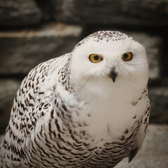 Schnee- Eule mit Beute, Bubo scandiacus, Bubo scandiaca, Nyctea scandiaca, Schneeeule