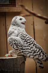 Schnee- Eule mit Beute, Bubo scandiacus, Bubo scandiaca, Nyctea scandiaca, Schneeeule