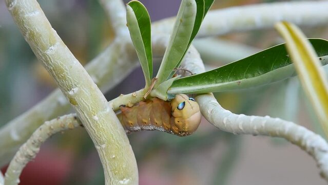 4k footage of a Caterpillar, the Daphnis nerii