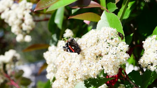 Butterfly eating pollen on white flowers , Corsica, France, Europe. 4K macro footage real time