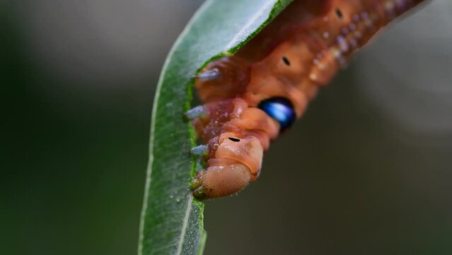 Caterpillar of the Daphnis nerii on a leaf