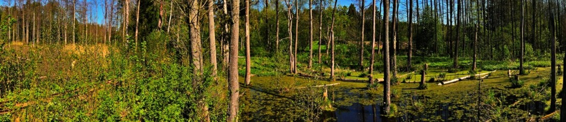 Panorama.Spring landscape of the swamp in the forest.View of the green forest lake.Trees growing in green water in swamp in the Knyszyn forest.