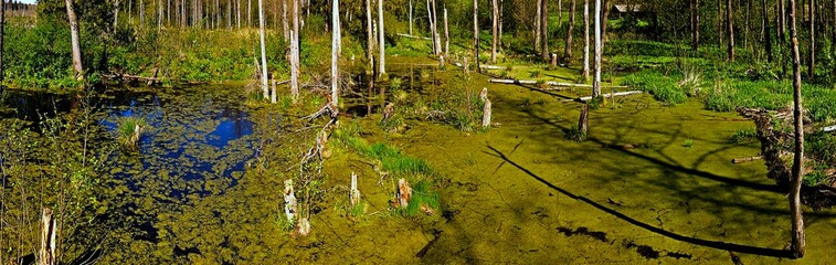 Panorama.Spring landscape of the swamp in the forest.View of the green forest lake.Trees growing in green water in swamp in the Knyszyn forest.