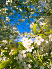 Tender blooming fruit tree, white flowers tree blossom 