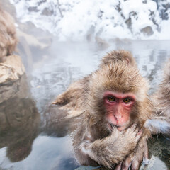 Little snow monkey sitting in a hot spring, Japan.