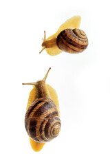 Large and small grape snails isolated on white background.