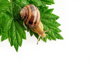 Grape snail on a green leaf, shot from above on a white background.