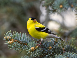 American Goldfinch perched on a pine. Captured in Richmond Hill, Ontario, Canada.