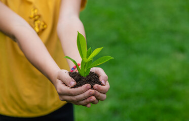 The child holds the plant and soil in his hands. Selective focus.