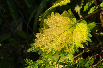 Field nettle flower in village